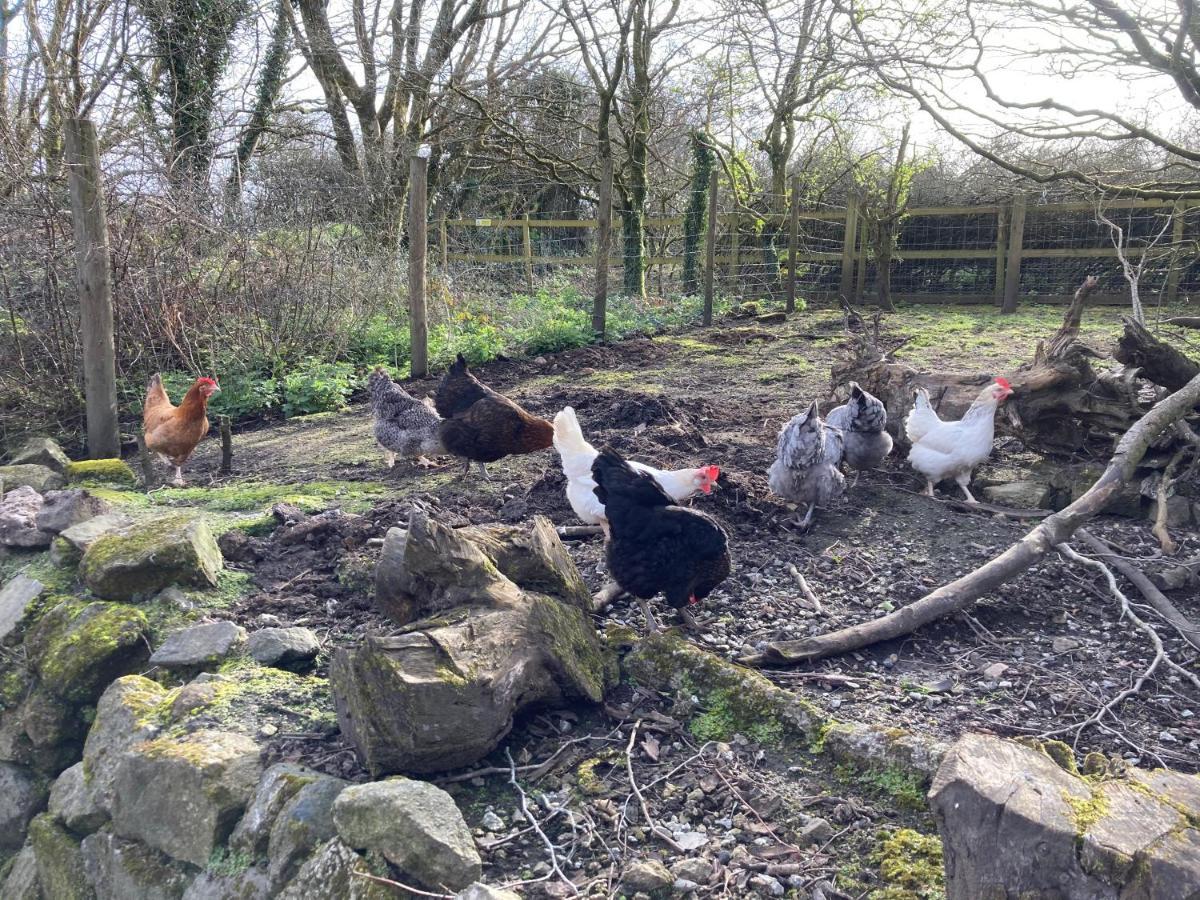 Higher Trenear Farm B&B Helston Bagian luar foto